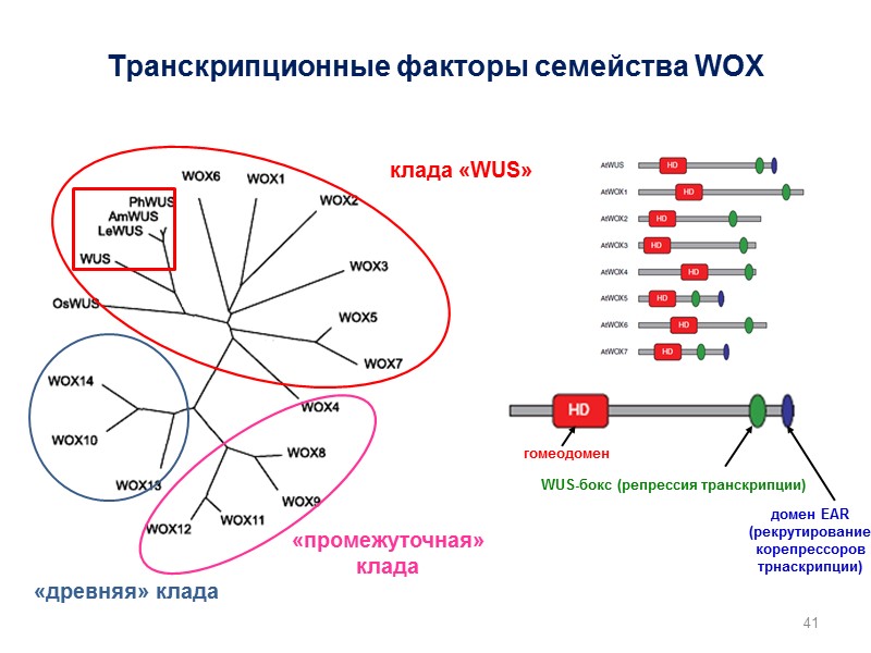 41 Транскрипционные факторы семейства WOX WUS-бокс (репрессия транскрипции) домен EAR (рекрутирование корепрессоров трнаскрипции) 